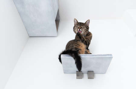 tabby cat sitting on cat furniture shelf board in front of pet cave attached to white wall licking its paw grooming furの写真素材