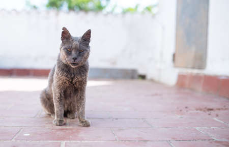 very old blue disheveled and almost blind shelter cat with ear notch sitting on the floor looking at cameraの写真素材