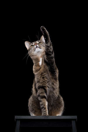 tabby shorthair cat sitting on black stool raising paw in front of black studio backgroundの写真素材