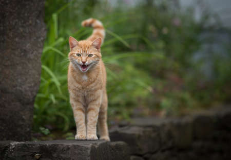 tabby red ginger cat standing on mural meowing and looking at cameraの写真素材