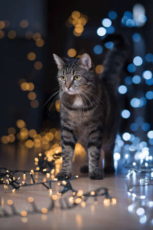 tabby domestic shorthair cat standing surrounded by cold and warm chrismas lights bokehの写真素材