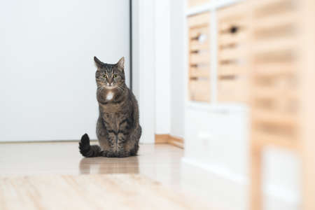 tabby domestic shorthair cat standing in the corridor waiting to get fedの写真素材