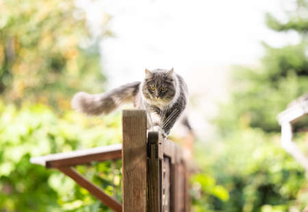 young blue tabby maine coon cat balancing on wooden fence walking looking aheadの写真素材