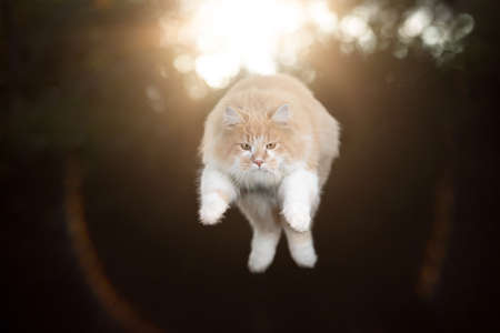 cream tabby white maine coon cat outdoors jumping in the air with sun in the backgroundの写真素材