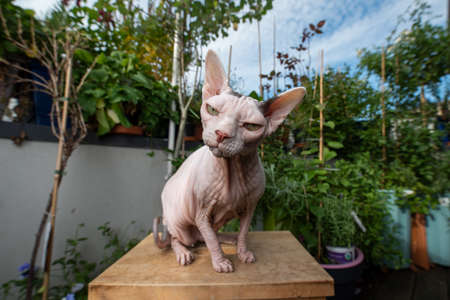funny portrait of a hairless sphynx cat sitting on wooden stool looking at camera on balcony with plantsの写真素材