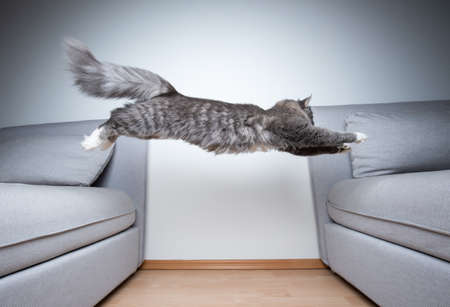 side view of a young blue tabby maine coon cat indoors jumping from one sofa to another in front of white wallの写真素材