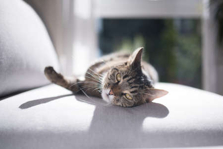 tabby domestic shorthair cat relaxing on a gray couch looking at cameraの写真素材