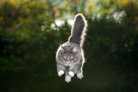 blue tabby maine coon cat with fluffy tail high up jumping in the air outdoors in nature in sunny backlightの写真素材