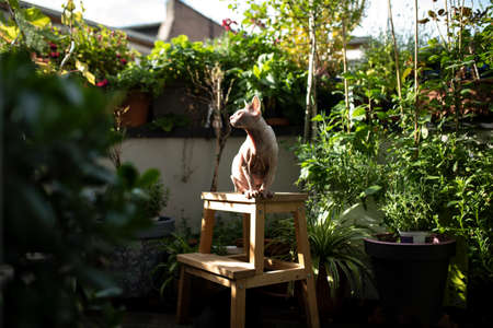 hairless sphynx cat sitting on stool outdoors on balcony surrounded by plants in the sunlightの写真素材