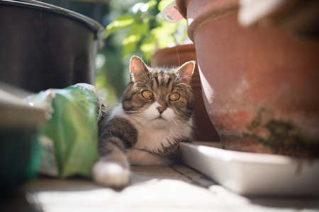 tabby white british shorthair cat lying between flower pots in the gardenの写真素材