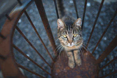 high angle view of a shorthair cat standing in a fire bowl looking upの写真素材