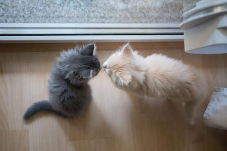 two kissing maine coon kittens in front of a window next to a cat flapの写真素材