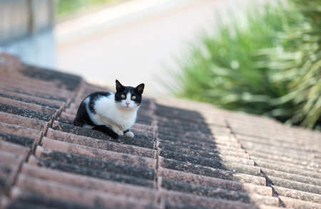 black and white stray cat with ear notch resting on roof looking at camera on a sunny summer day on Majorca, Spainの写真素材