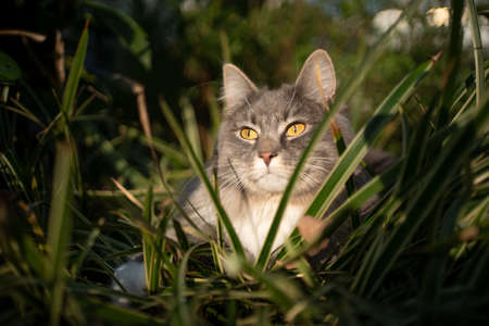cute Blue tabby white maine coon cat hiding in high grass in sunlightの写真素材
