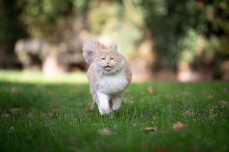 fluffy cute ginger white maine coon cat running towards camera outdoors in garden looking with open mouthの写真素材