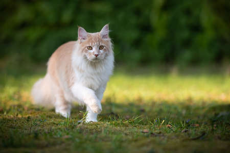beige fawn maine coon cat on the move walking through the garden on a sunny day in front of a hedgeの写真素材