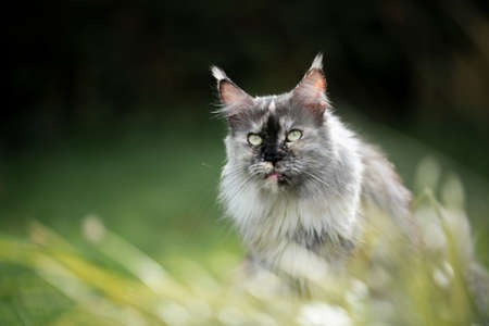 portrait of a beautiful tortoiseshell maine coon cat behind high grass outdoors in nature looking ahead with copy spaceの写真素材