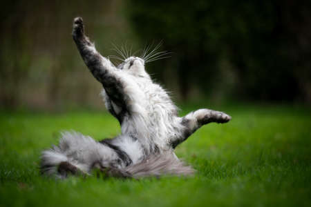 cute playful maine coon cat moving up raising paw outdoors in natureの写真素材