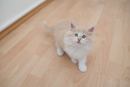 red cream colored maine coon kitten standing on wooden floor looking up at cameraの写真素材