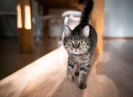tabby cat indoors walking looking at cameraの写真素材