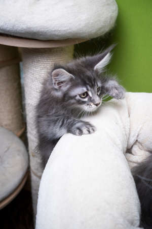 8 week old blue tabby maine coon kitten climbing up scratching postの写真素材