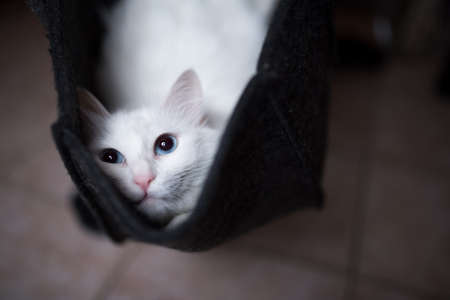 cute white cat relaxing in small felt bag looking up at cameraの写真素材