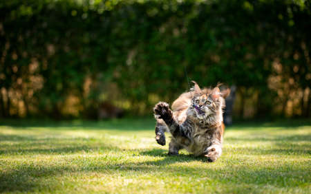 playful young maine coon cat playing with feather toy outdoors in gardenの写真素材