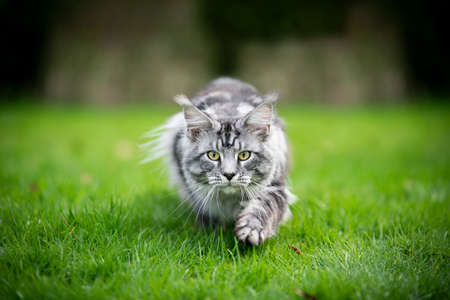 silver tabby maine coon cat hunting walking towards camera lowered with copy spaceの写真素材
