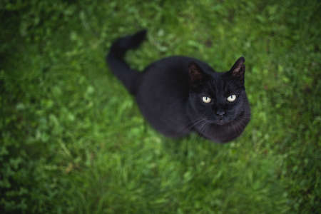 high angle view of a black domestic shorthair cat with ear notch sitting on the lawn looking up begging for treatsの写真素材
