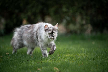 beautiful gray tortoiseshell maine coon cat walking on grass with copy spaceの写真素材