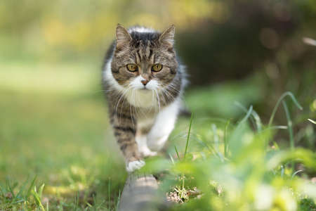 front view of a tabby white british shorthair cat balancing on tree boleの写真素材