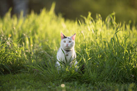 front view of a black and white domestic shorthair cat standing in the high grass in backlightの写真素材