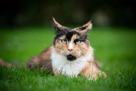portrait of a cute calico maine coon cat resting on grass folding back ears looking at cameraの写真素材