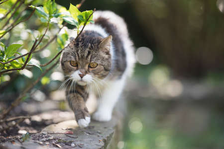 tabby white british shorthair cat balancing on mural next to plant in the gardenの写真素材