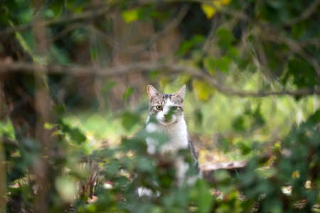 white tabby domestic shorthair cat standing behind chain-link fence covered with plants looking at camera outdoors in back yardの写真素材