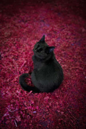 black domestic shorthair cat with ear notch sitting on red grass ground looking evilの写真素材