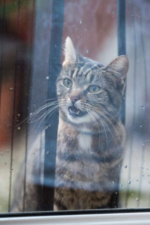 tabby domestic shorthair cat standing outside meowing waiting to get inの写真素材