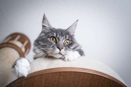 low angle view of a blue tabby maine coon kitten with white paws relaxing on scratching post platform looking downの写真素材
