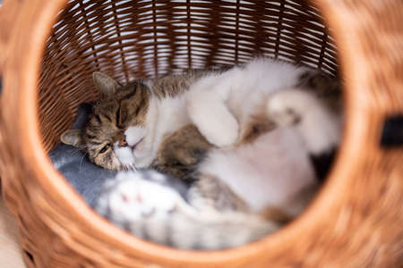 tired tabby white british shorthair cat lying in comfortable pet carrier basket taking a napの写真素材