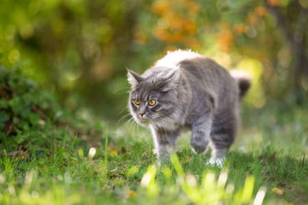 young blue tabby maine coon cat with white paws outdoors on the prowl walking on grass in nature with autumn colorsの写真素材