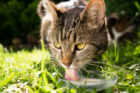 close up of a tabby cat drinking milk outdoors on grassの写真素材