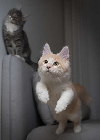 fawn cream colored maine coon cat about to jump over the couch. another cat is watchingの写真素材