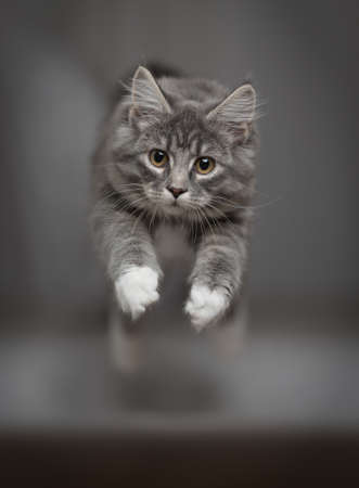 front view of a blue tabby maine coon kitten jumping towards camera in front of blurry backgroundの写真素材