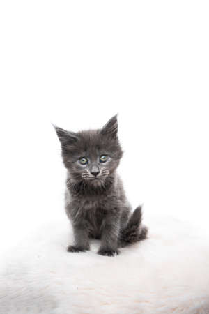 studio portrait of a cute blue maine coon kitten looking at camera isolated on white background with copy spaceの写真素材