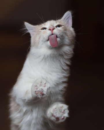 cream tabba maine coon kitten sticking out tongue licking a windowの写真素材