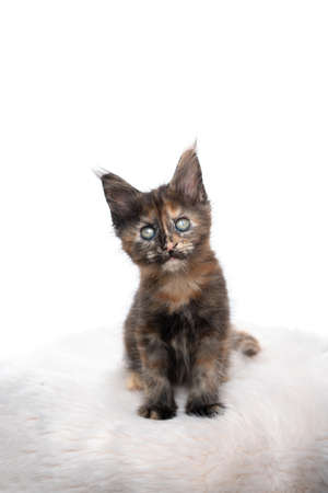 studio portrait of a cute tortoiseshell maine coon kitten looking at camera isolated on white background with copy spaceの写真素材