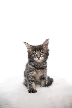 studio portrait of a cute maine coon kitten sitting on fake fur looking at camera isolated on white background with copy spaceの写真素材