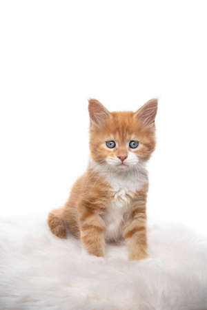 studio portrait of a cute ginger maine coon kitten sitting on fake fur looking at camera isolated on white backgroundの写真素材