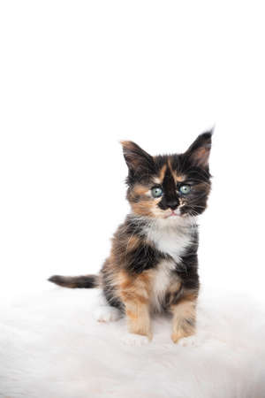 studio portrait of a cute calico maine coon kitten looking at camera isolated on white background with copy spaceの写真素材