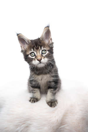 studio portrait of a cute tabby maine coon kitten sitting on fake fur looking at camera isolated on white backgroundの写真素材